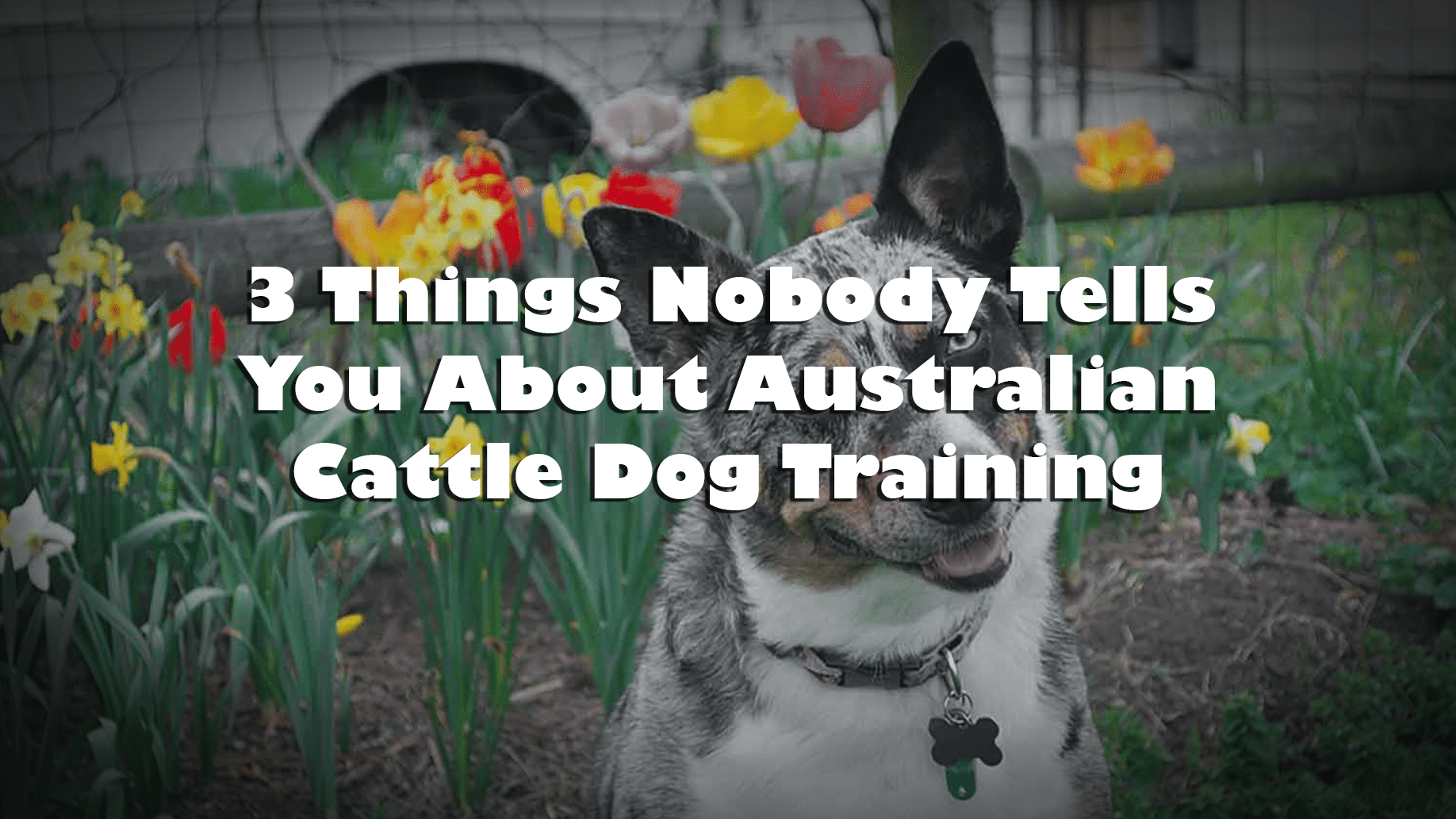 3 Things Nobody Tells You About Australian Cattle Dog Training