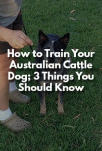 How to Train Your Australian Cattle Dog; 3 Things You Should Know