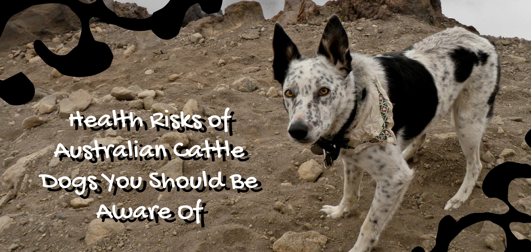 Health Risks of Australian Cattle Dogs 