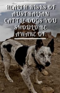 Health Risks of Australian Cattle Dogs You Should Be Aware Of