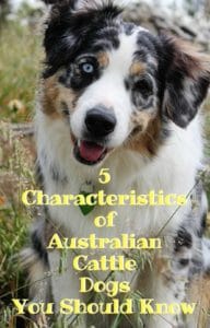 5 Characteristics of Australian Cattle Dogs You Should Know
