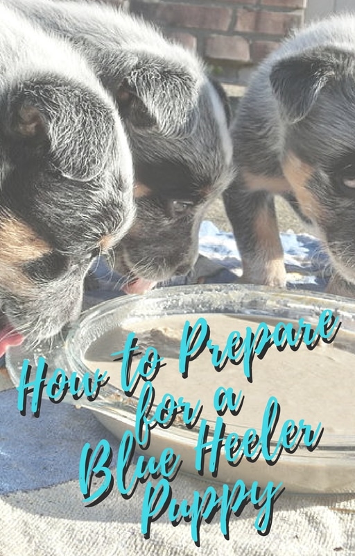 How to Prepare for a Blue Heeler Puppy