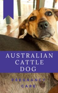 Australian Cattle Dog Pregnancy Care